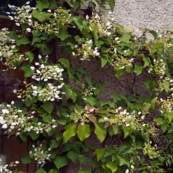 WILLEMSE FRANCE - Hortensia grimpant du japon - le pot / 1.5l / hauteur livrée 20-60cm