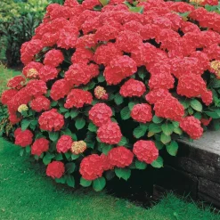 WILLEMSE FRANCE - Hortensia rouge - le pot / 1.3l / 3-5 branches / hauteur livrée 15-20cm, vendu par lot de 2