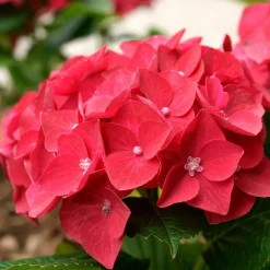 WILLEMSE FRANCE - Hortensia rouge - le pot / 1.3l / 3-5 branches / hauteur livrée 15-20cm, vendu par lot de 2