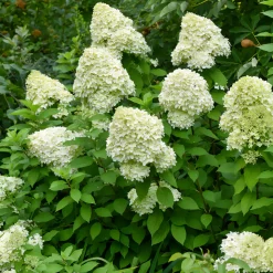 WILLEMSE FRANCE - Hortensia paniculé limelight® - le pot / ø 8cm, vendu par lot de 2