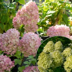 WILLEMSE FRANCE - Hortensia paniculé magical® candle - le pot / 3l / hauteur livrée 30-40cm