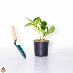 WILLEMSE FRANCE - Hortensia rouge - le pot / 1.3l / 3-5 branches / hauteur livrée 15-20cm, vendu par lot de 4