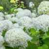 WILLEMSE FRANCE - Hortensia annabelle - le pot / ø 9cm, vendu par lot de 2