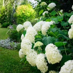 WILLEMSE FRANCE - Hortensia annabelle - le pot / ø 9cm, vendu par lot de 2