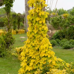 WILLEMSE FRANCE - Houblon doré - le pot / 1.5l