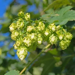 WILLEMSE FRANCE - Houblon femelle prima donna ® - le godet / ø 9cm