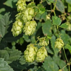 WILLEMSE FRANCE - Houblon femelle prima donna ® - le godet / ø 9cm