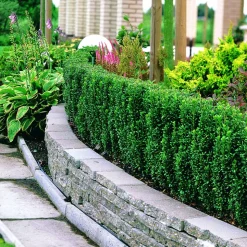 WILLEMSE FRANCE - Houx crénelé fastigiata - le pot / 2l / hauteur livrée 25-30cm, vendu par lot de 2