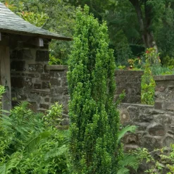 WILLEMSE FRANCE - Houx crénelé fastigiata - le pot / 2l / hauteur livrée 25-30cm, vendu par lot de 2