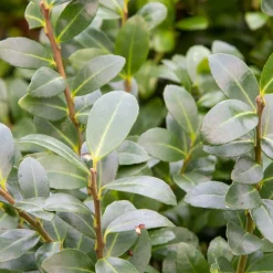 WILLEMSE FRANCE - Houx mutchagara - le pot / ø 9cm, vendu par lot de 4