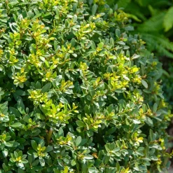 WILLEMSE FRANCE - Houx mutchagara - le pot / ø 9cm, vendu par lot de 4