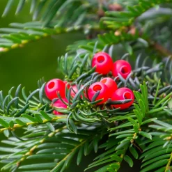 WILLEMSE FRANCE - If commun - le pot / ø 11cm / hauteur livrée 10-15 cm