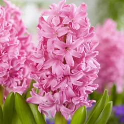 WILLEMSE FRANCE - Jacinthe pink pearl - le sachet de 3 bulbes / circonference 15-16cm, vendu par lot de 2