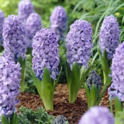 WILLEMSE FRANCE - Jacinthe delft blue - le sachet de 3 bulbes / circonference 15-16cm, vendu par lot de 2