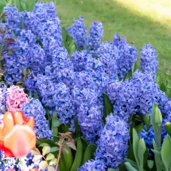 WILLEMSE FRANCE - Jacinthe delft blue - le sachet de 3 bulbes / circonference 15-16cm, vendu par lot de 2