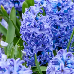 WILLEMSE FRANCE - Jacinthe delft blue - le sachet de 3 bulbes / circonference 15-16cm, vendu par lot de 2