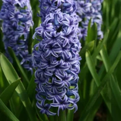 WILLEMSE FRANCE - Jacinthe blue jacket - le sachet de 3 bulbes / circonference 15-16cm, vendu par lot de 2