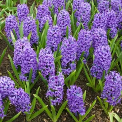 WILLEMSE FRANCE - Jacinthe blue jacket - le sachet de 3 bulbes / circonference 15-16cm, vendu par lot de 2