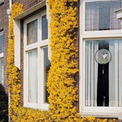 WILLEMSE FRANCE - Jasmin d'hiver - le pot / ø 9cm