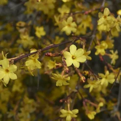 WILLEMSE FRANCE - Jasmin d'hiver - le pot / ø 9cm