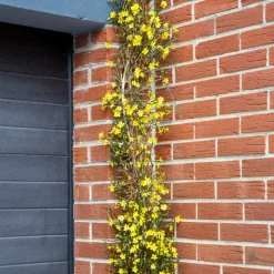 WILLEMSE FRANCE - Jasmin d'hiver - le pot / 2l / hauteur livrée 30-40cm, vendu par lot de 2