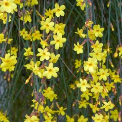 WILLEMSE FRANCE - Jasmin d'hiver - le pot / 2l / hauteur livrée 30-40cm, vendu par lot de 2