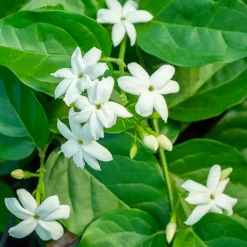 WILLEMSE FRANCE - Jasmin d'arabie - le pot / ø 11cm / hauteur livrée 10-15cm