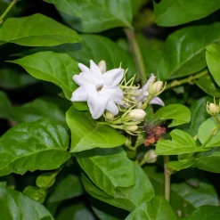 WILLEMSE FRANCE - Jasmin d'arabie - le pot / ø 11cm / hauteur livrée 10-15cm