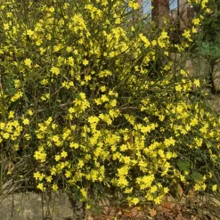 WILLEMSE FRANCE - Jasmin d'hiver - le pot / ø 9cm, vendu par lot de 2