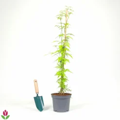 WILLEMSE FRANCE - Jasmin officinal fiona sunrise - frojas - le pot / 2l / hauteur livrée 40-50cm