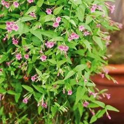 WILLEMSE FRANCE - Jasmin rose - le pot / 2l / hauteur livrée 40-50cm