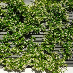 WILLEMSE FRANCE - Jasmin étoilé - le pot / ø 9cm