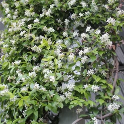 WILLEMSE FRANCE - Jasmin étoilé - le pot / ø 9cm