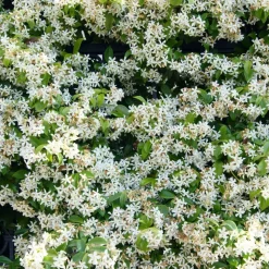 WILLEMSE FRANCE - Jasmin étoilé - le pot / ø 9cm