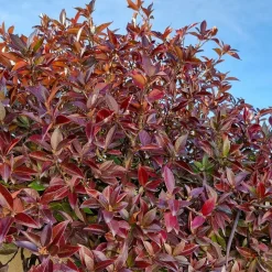 WILLEMSE FRANCE - Jasmin étoilé winter ruby® - le pot / 1,5l / hauteur livrée 20-60cm