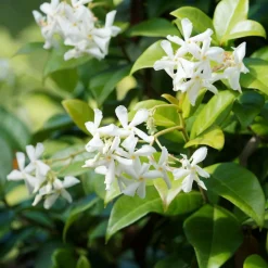 WILLEMSE FRANCE - Jasmin étoilé - le pot / ø 9cm, vendu par lot de 2