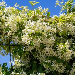 WILLEMSE FRANCE - Jasmin étoilé - le pot / ø 9cm, vendu par lot de 2