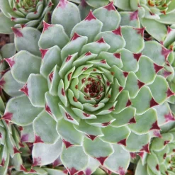 WILLEMSE FRANCE - Joubarbe - chick charms ® mint marvel - sempervivum - le pot / ø 9cm, vendu par lot de 2