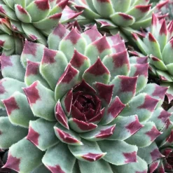 WILLEMSE FRANCE - Joubarbe - chick charms ® mint marvel - sempervivum - le pot / ø 9cm, vendu par lot de 2