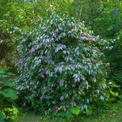 WILLEMSE FRANCE - Kiwi arctique - le pot / ø 15cm / hauteur livrée 50-60cm