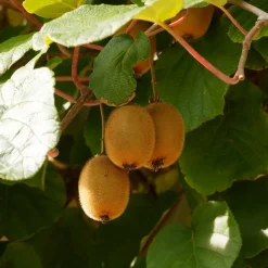 WILLEMSE FRANCE - Kiwi autofertile solissimo renact - le pot / 1l / hauteur livrée 20-40cm