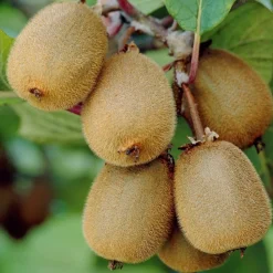 WILLEMSE FRANCE - Kiwi autofertile solissimo renact - le pot / 1l / hauteur livrée 20-40cm, vendu par lot de 2