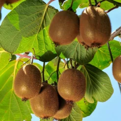 WILLEMSE FRANCE - Kiwi autofertile solissimo renact - le pot / 1l / hauteur livrée 20-40cm, vendu par lot de 2