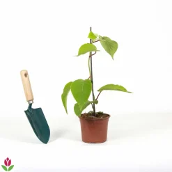 WILLEMSE FRANCE - Kiwi autofertile solissimo renact - le pot / 1l / hauteur livrée 20-40cm, vendu par lot de 2