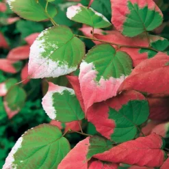 WILLEMSE FRANCE - Kiwi d'ornement panaché - le pot / 1.5l / hauteur livrée 40-50cm