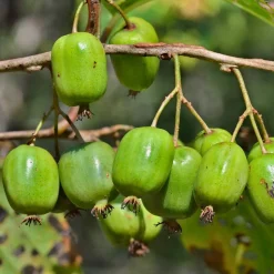 WILLEMSE FRANCE - Kiwi issai - le pot / ø 9cm