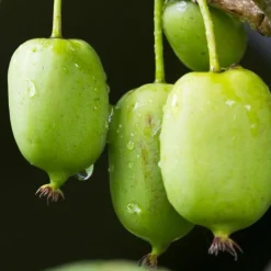 WILLEMSE FRANCE - Kiwi issai - le pot / ø 9cm