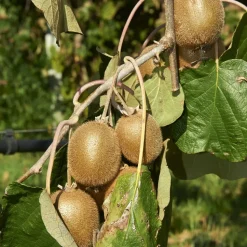 WILLEMSE FRANCE - Kiwi jenny - le pot / 2l / hauteur livrée 40-50cm.