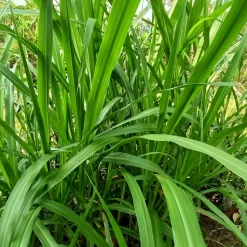 WILLEMSE FRANCE - Laîche pendante - carex - le pot / ø 9cm, vendu par lot de 2