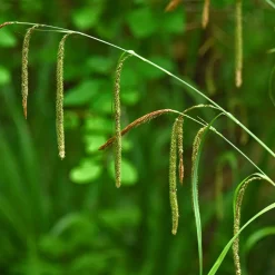 WILLEMSE FRANCE - Laîche pendante - carex - le pot / ø 9cm, vendu par lot de 2